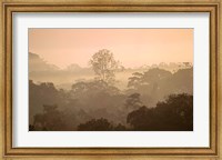 Framed Mist over Canopy, Amazon, Ecuador