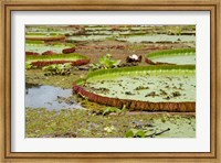 Framed Brazil, Amazon, Valeria River, Boca da Valeria Giant Amazon lily pads