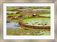Framed Brazil, Amazon, Valeria River, Boca da Valeria Giant Amazon lily pads