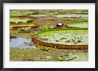 Framed Brazil, Amazon, Valeria River, Boca da Valeria Giant Amazon lily pads