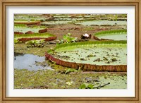 Framed Brazil, Amazon, Valeria River, Boca da Valeria Giant Amazon lily pads