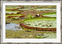 Framed Brazil, Amazon, Valeria River, Boca da Valeria Giant Amazon lily pads