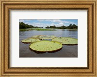 Framed Giant Amazon lily pads, Valeria River, Boca da Valeria, Amazon, Brazil