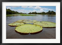 Framed Giant Amazon lily pads, Valeria River, Boca da Valeria, Amazon, Brazil