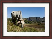 Framed Ox Grazing, Farm animals, Vinales, Cuba