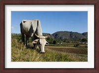 Framed Ox Grazing, Farm animals, Vinales, Cuba