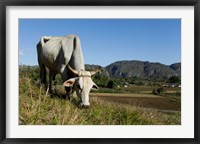 Framed Ox Grazing, Farm animals, Vinales, Cuba