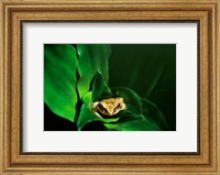 Framed Coqui Frog in Puerto Rico