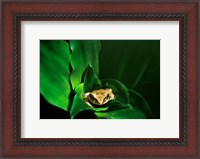 Framed Coqui Frog in Puerto Rico
