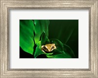 Framed Coqui Frog in Puerto Rico