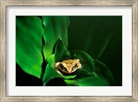 Framed Coqui Frog in Puerto Rico