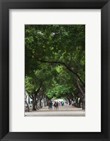 Framed Cuba, Havana, Havana Vieja, Paseo de Marti walkway
