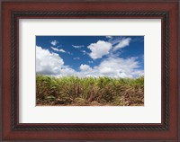 Framed Cuba, Jaguey Grande, sugar cane agriculture