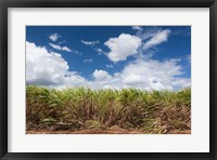 Framed Cuba, Jaguey Grande, sugar cane agriculture
