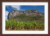 Framed Cuba, Pinar del Rio Province, Palm plantation