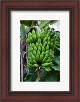 Framed Cuba, Topes de Collantes banana fruit tree