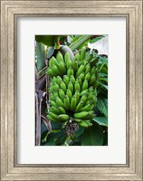 Framed Cuba, Topes de Collantes banana fruit tree