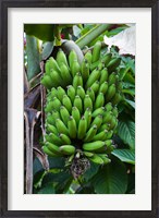 Framed Cuba, Topes de Collantes banana fruit tree