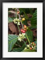 Framed Cuba, Trinidad, Topes de Collantes park coffee