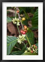 Framed Cuba, Trinidad, Topes de Collantes park coffee