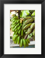 Framed Cuba, Vinales, El Jardin de Caridad, Bananas