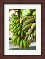 Framed Cuba, Vinales, El Jardin de Caridad, Bananas