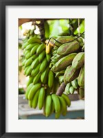 Framed Cuba, Vinales, El Jardin de Caridad, Bananas