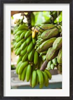 Framed Cuba, Vinales, El Jardin de Caridad, Bananas