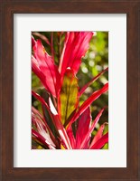 Framed Cuba, Vinales, El Jardin de Caridad, Garden flora