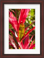 Framed Cuba, Vinales, El Jardin de Caridad, Garden flora