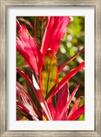 Framed Cuba, Vinales, El Jardin de Caridad, Garden flora