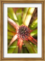 Framed Cuba, Vinales, El Jardin de Caridad, Pineapple