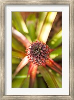 Framed Cuba, Vinales, El Jardin de Caridad, Pineapple