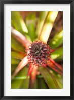 Framed Cuba, Vinales, El Jardin de Caridad, Pineapple