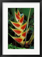 Framed Lobster Claw, Roseau, Dominica