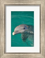 Framed Netherlands Antilles, Curacao, Dolphin Academy