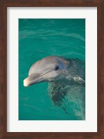 Framed Netherlands Antilles, Curacao, Dolphin Academy