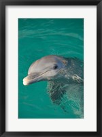 Framed Netherlands Antilles, Curacao, Dolphin Academy