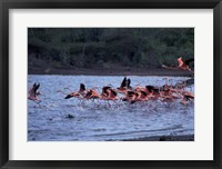 Framed Flamingo Sanctuary, Curacao, Caribbean