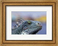 Framed Iguana, Curacao, Caribbean