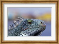 Framed Iguana, Curacao, Caribbean