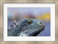 Framed Iguana, Curacao, Caribbean