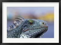 Framed Iguana, Curacao, Caribbean