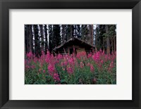 Framed Abandoned Trappers Cabin Amid Fireweed, Yukon, Canada