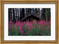 Framed Abandoned Trappers Cabin Amid Fireweed, Yukon, Canada