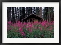 Framed Abandoned Trappers Cabin Amid Fireweed, Yukon, Canada