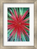 Framed Cactus Detail, Chrstoffel National Park, Curacao, Caribbean