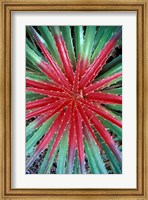 Framed Cactus Detail, Chrstoffel National Park, Curacao, Caribbean