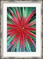 Framed Cactus Detail, Chrstoffel National Park, Curacao, Caribbean