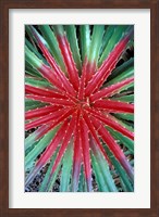 Framed Cactus Detail, Chrstoffel National Park, Curacao, Caribbean